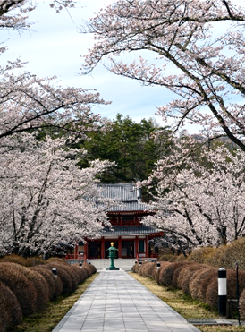 みんなで恒例のお花見