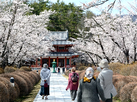 みんなで恒例のお花見