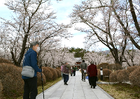 みんなで恒例のお花見