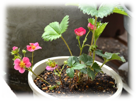 2階テラスの花壇が花盛りになりました