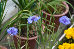 2階ロビーの花壇がにぎやかになってきました