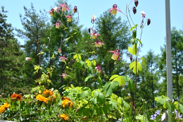 2階ロビーの花壇がにぎやかになってきました